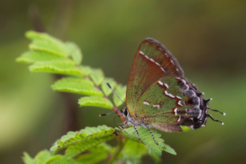 Juniper Hairstreak